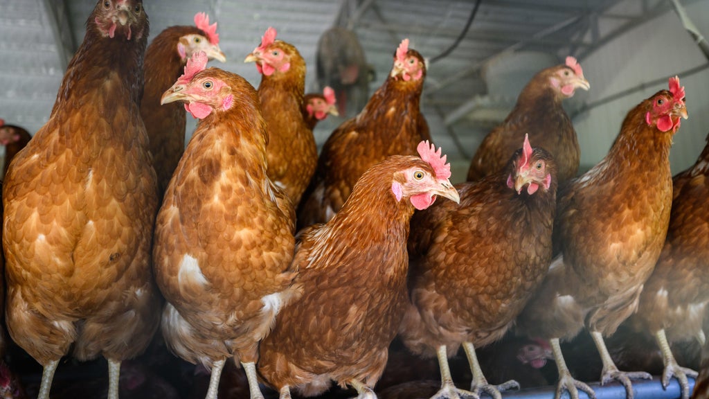Approximately 90 "backyard flock" birds in Northern California affected by avian flu — CBS Bay Area (KPIX), Saratoga Community news