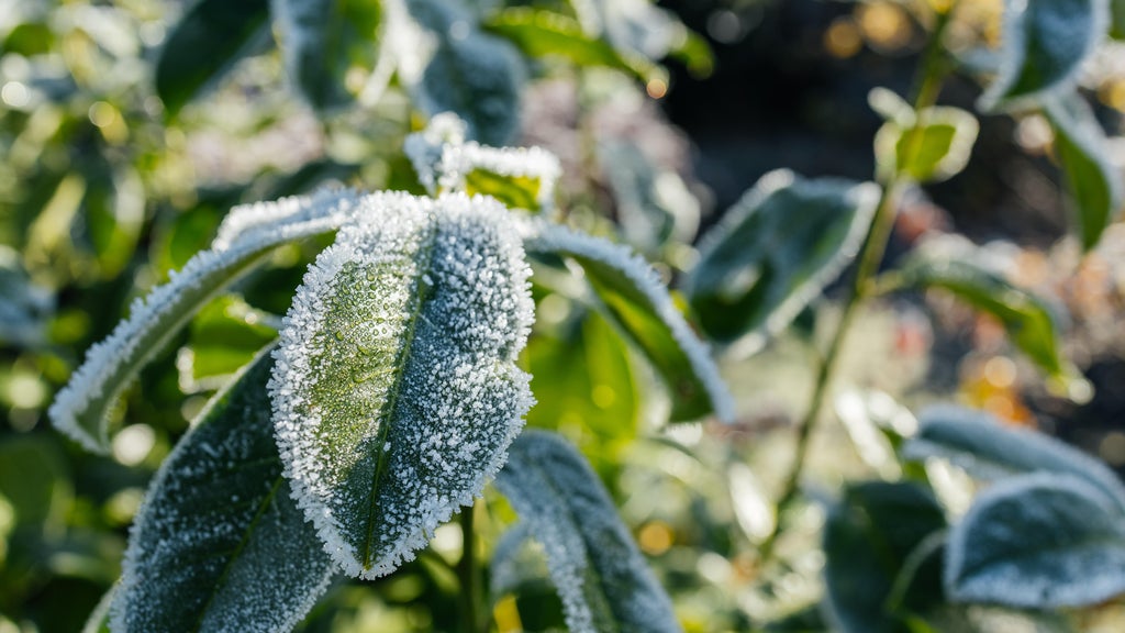 The first frost of the season is expected Saturday. Here's how to prepare your garden — WCCO / CBS Minnesota, Saratoga Sports news