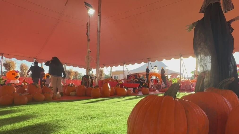 Bay Area families ready to enjoy fall activities welcome weather cooldown — CBS Bay Area (KPIX), Saratoga Arts news