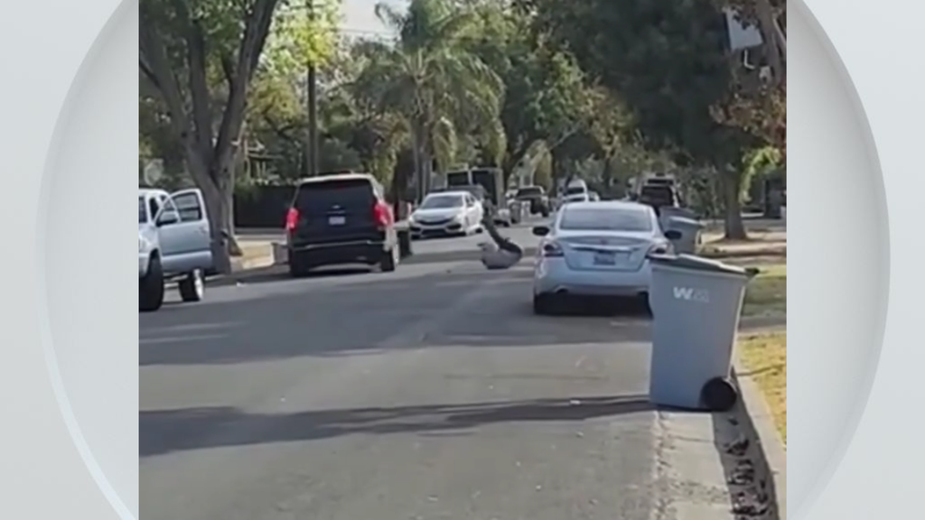 Federal immigration vehicle hits pedestrian in Woodland, police say — CBS Bay Area (KPIX), Saratoga Health news