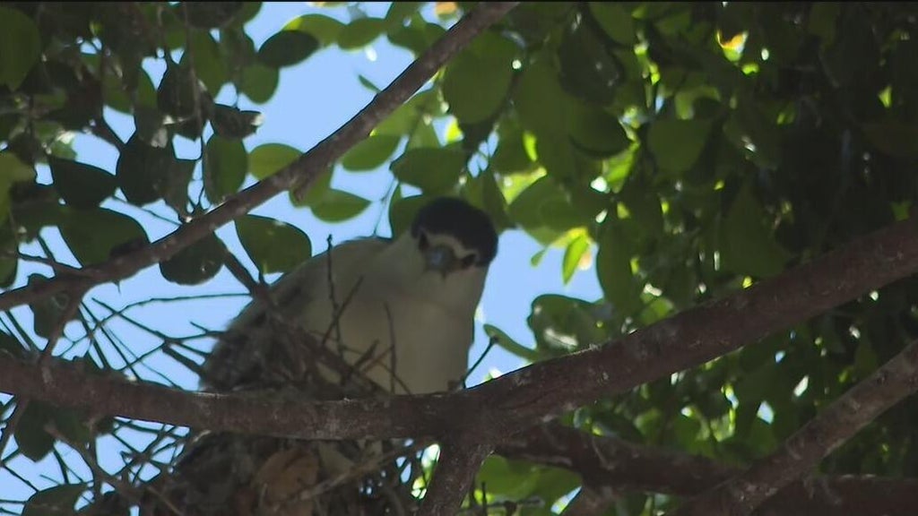 Oakland's official bird among those threatened with removal of downtown trees for housing complex — CBS Bay Area (KPIX), Saratoga Real Estate news