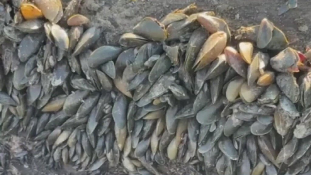 California's golden mussel invasion sparks increased concerns from Stockton-area leaders — Saratoga Government news