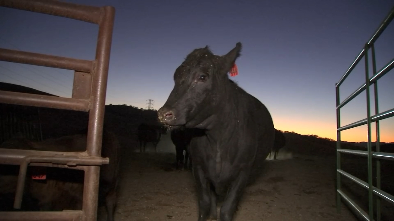 PG&E Public Safety Power Shutoffs leave Bay Area ranchers, residents frustrated
— ABC 7 Bay Area, Saratoga Community news