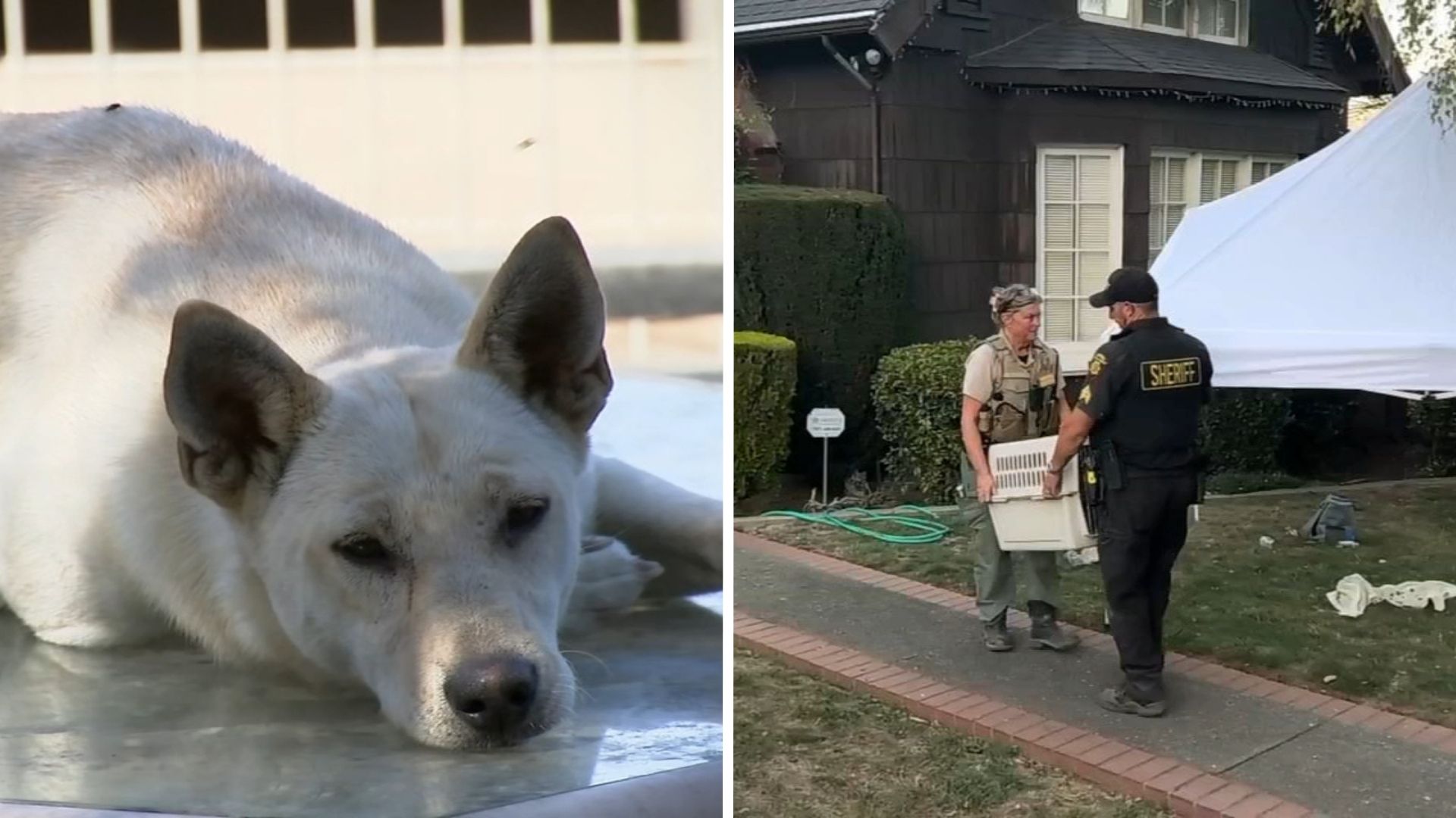 44 dogs removed from Vallejo 'hoarder' home linked to convicted breeder in animal cruelty case
— ABC 7 Bay Area, Saratoga Real Estate news