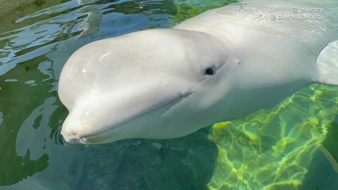 6th beluga whale rescued from Canada park dies at SeaWorld San Diego
— ABC 7 Bay Area