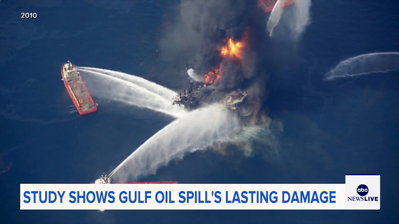 Marine life dramatically declined in Gulf of Mexico in years after BP oil spill, study finds
— ABC 7 Bay Area, Saratoga Community news