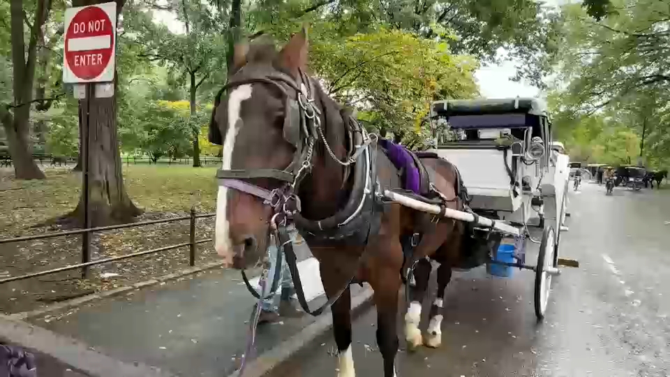 New York City Council passes law to phase out horse-drawn carriages by 2028
— ABC 7 Bay Area, Saratoga Government news
