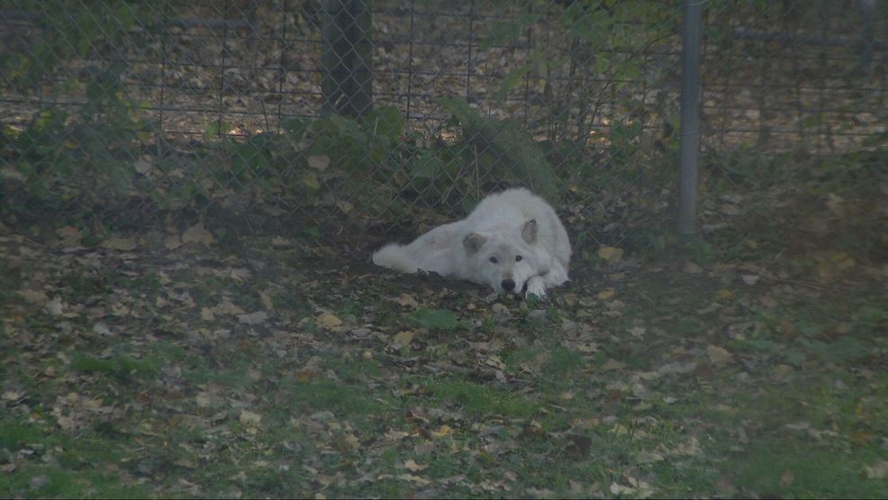 Bay Beach Wildlife Sanctuary plans 564-acre habitat restoration, construction eyed in 2028 — Fox 11 Green Bay Local, Saratoga Community news