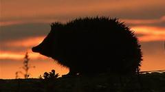 Hedgehog among four chosen animals to feature on your new banknotes — BBC Business