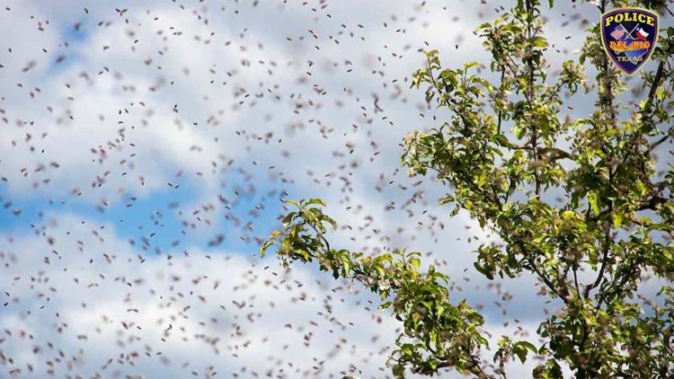 Three Del Rio officers stung while rescuing man attacked by bees during yard work — KENS 5 (San Antonio), Saratoga Health news