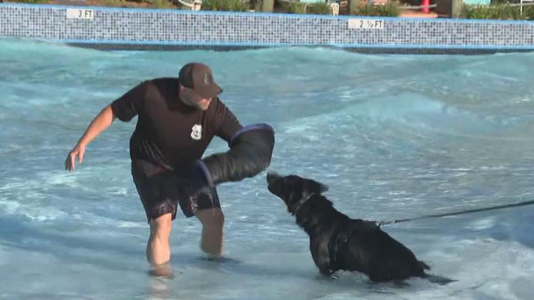 Tampa police K-9s train at theme park to prepare for emergencies — WTSP 10 Tampa Bay, Saratoga Community news
