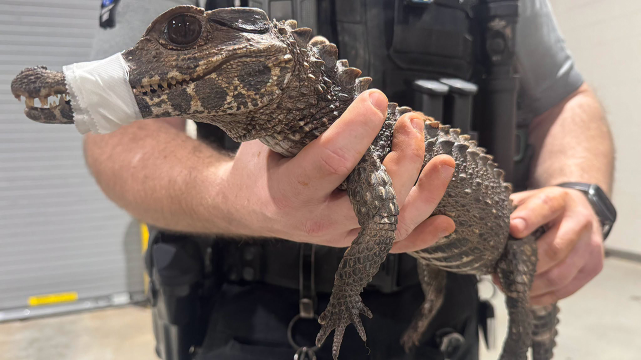 Watch: Deputies in Oklahoma capture escaped caiman after months on the loose — KTVU FOX 2 Bay Area, Saratoga Community news